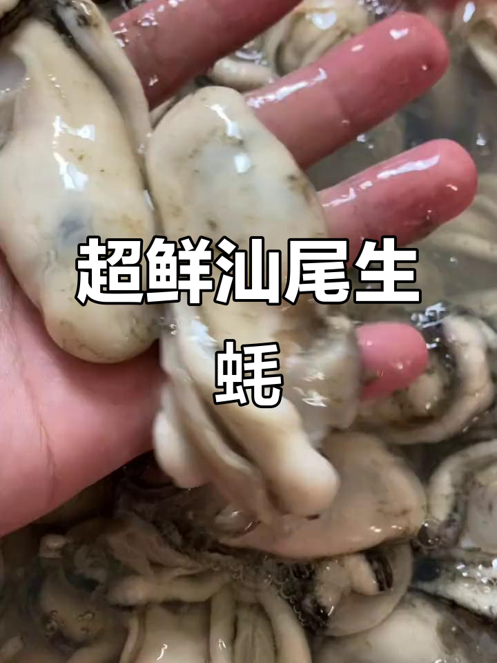 汕尾晨洲辰洲生蚝,鲜美无比,品质一流