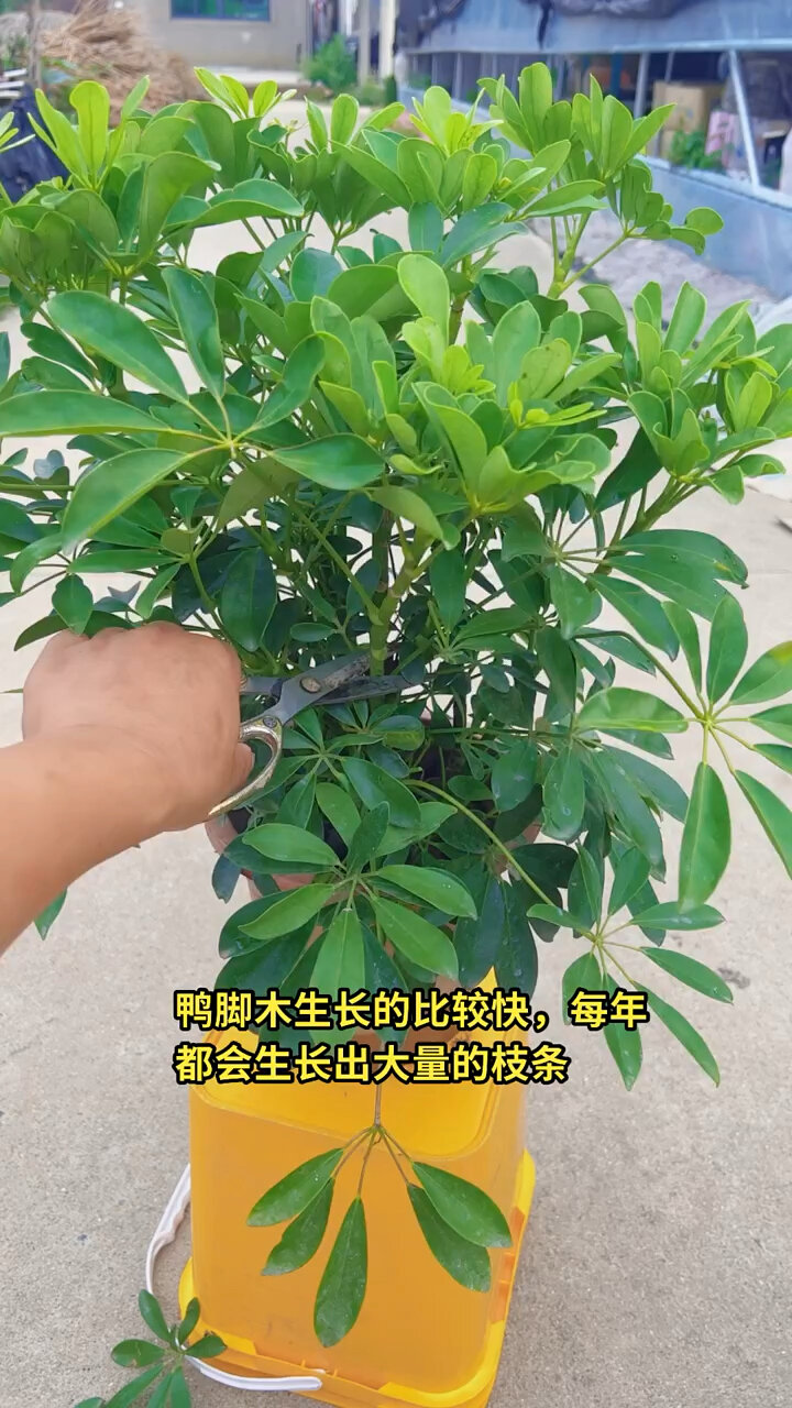 鸭脚树图片大全集图片