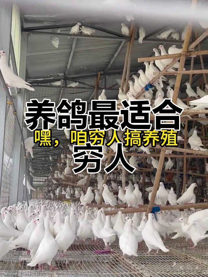养殖业什么成本低见效快(养殖业什么最赚钱农村成本低)