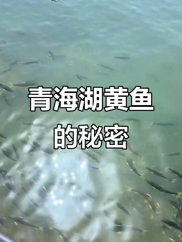 青海湖黄鱼:国家二级保护,自由游弋的美丽水生生物