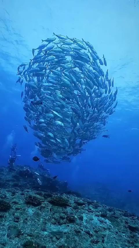 你见过鱼群龙卷风么?太震撼了 摄影师 tatsuto