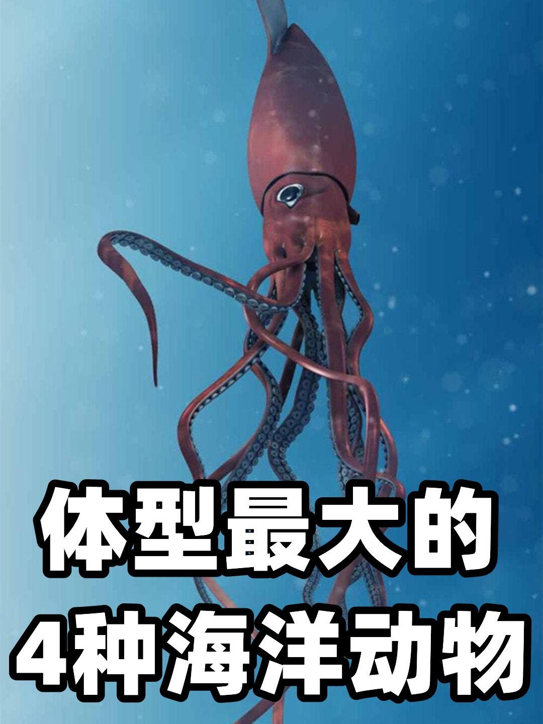 海里的4种巨型生物,蓝鲸真的是最大的吗?
