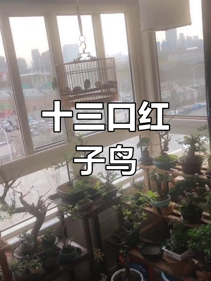 红子鸟清脆叫声