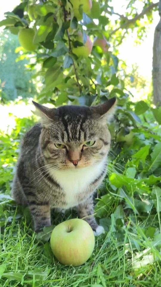 绿眼狸花猫:麻麻!求求你别唱了我害怕