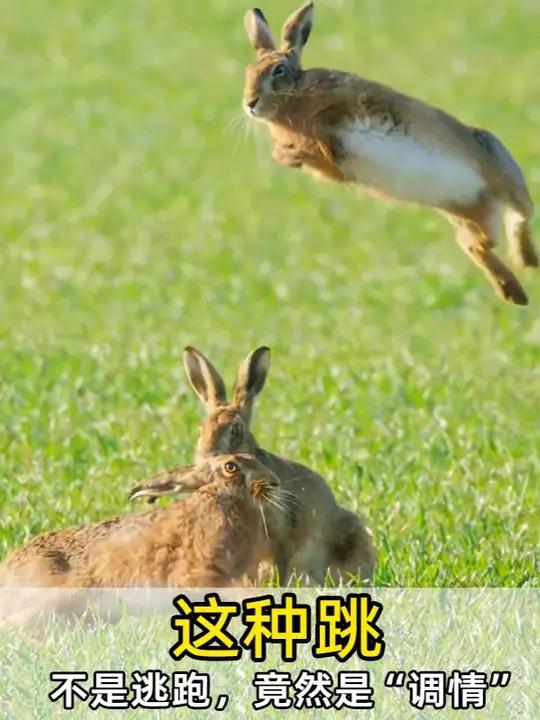 见过这样有趣的兔子跳吗?