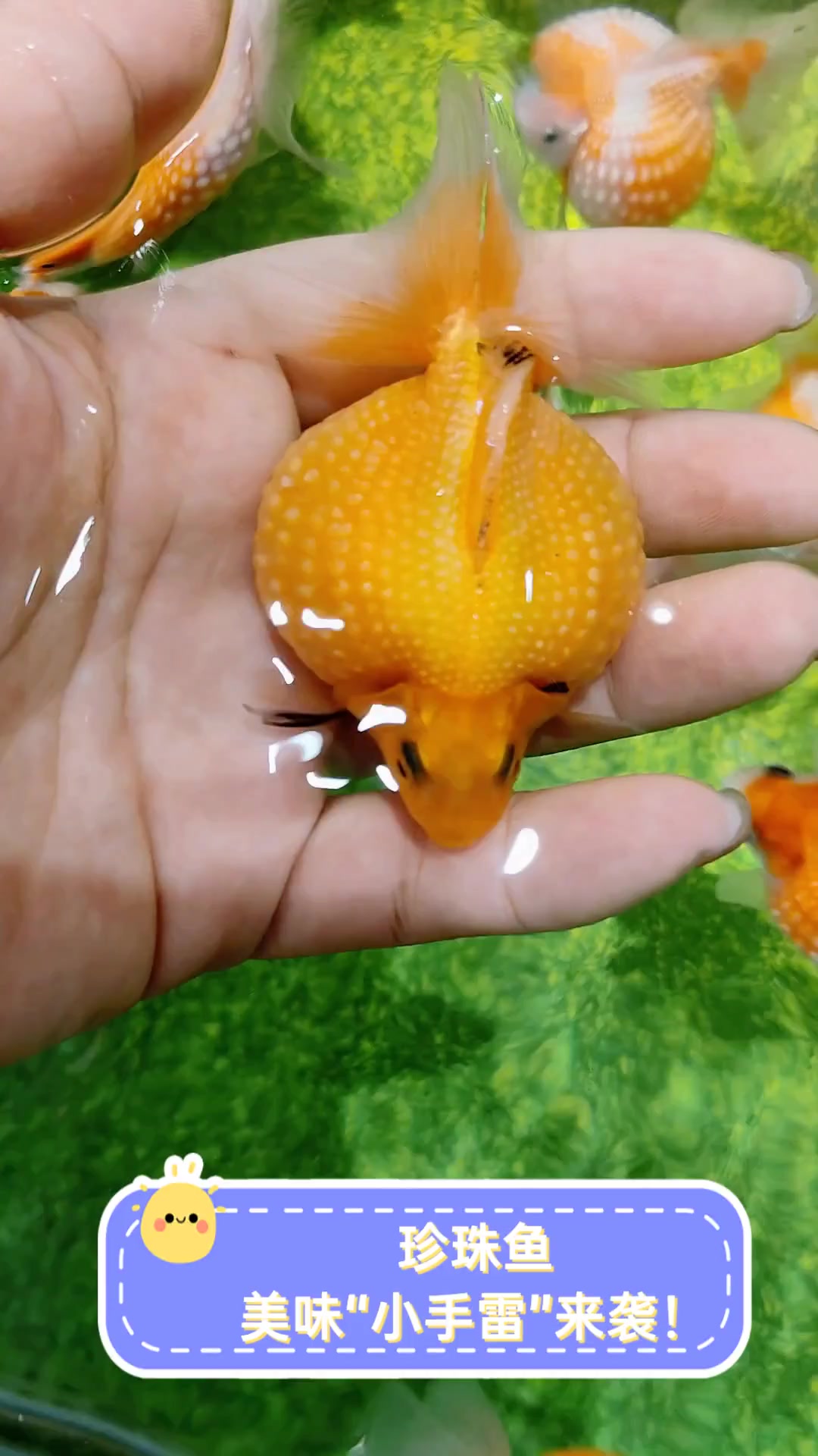 珍珠鱼,美味"小手雷"来袭!
