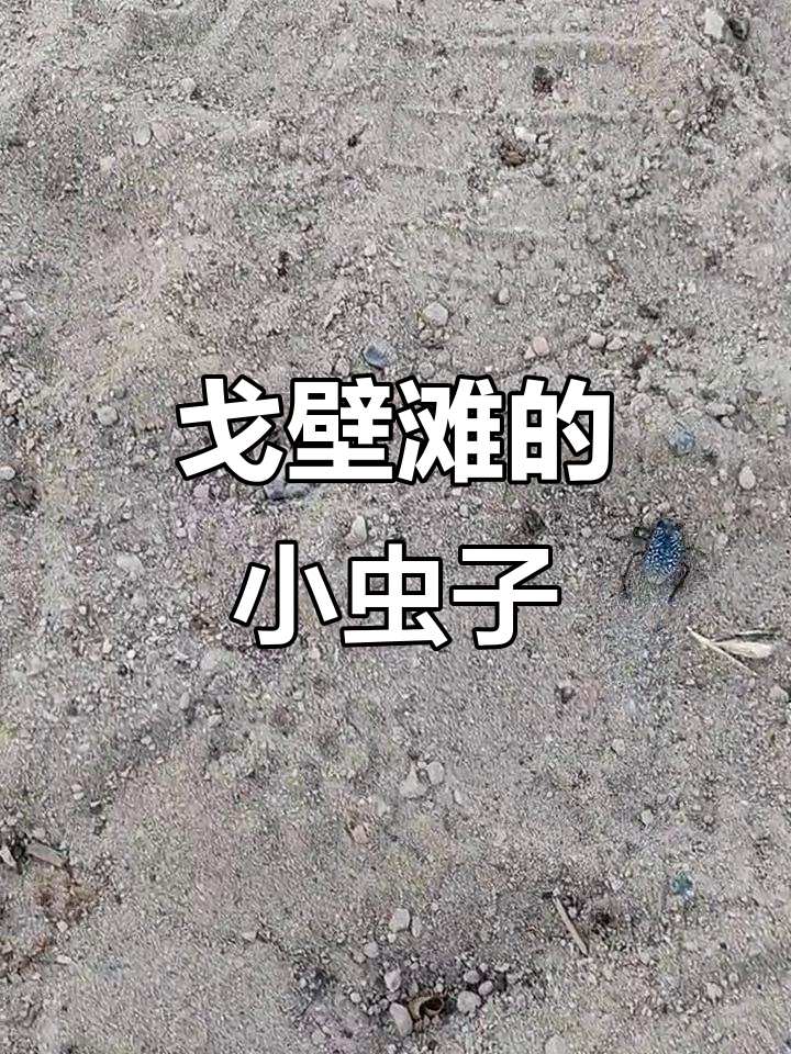 新疆戈壁滩上的神秘小昆虫,你见过吗?