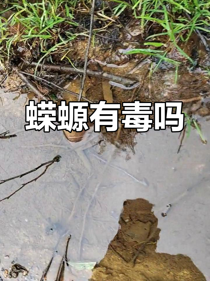 蝾螈是否有毒?接触后会有怎样的反应