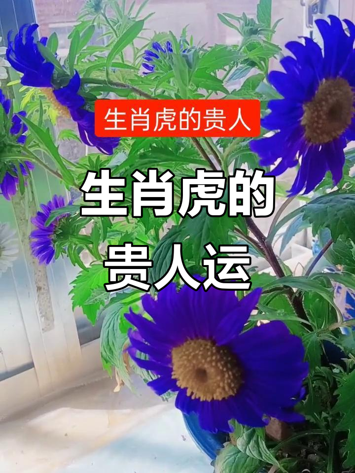 兔年虎生肖运势如何看呢(兔年虎生肖运势如何看呢视频)