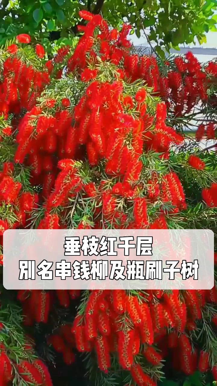 垂枝红千层,别名串钱柳及瓶刷子树