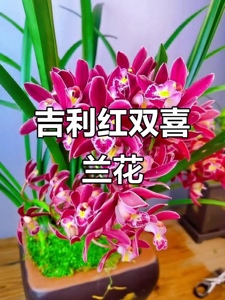 红双喜兰花:过年必备的吉祥之花,香气四溢寓意深