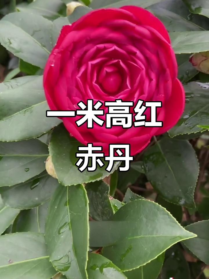 1米高的红赤丹茶花,富贵好运随你走