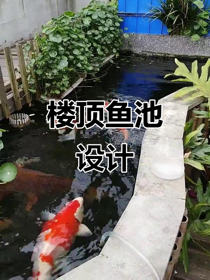 楼顶鱼池建造全攻略,打造私家水景乐园