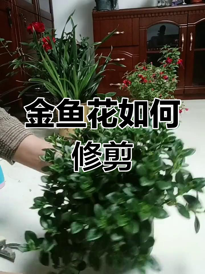 金鱼花修剪技巧,株型更美观