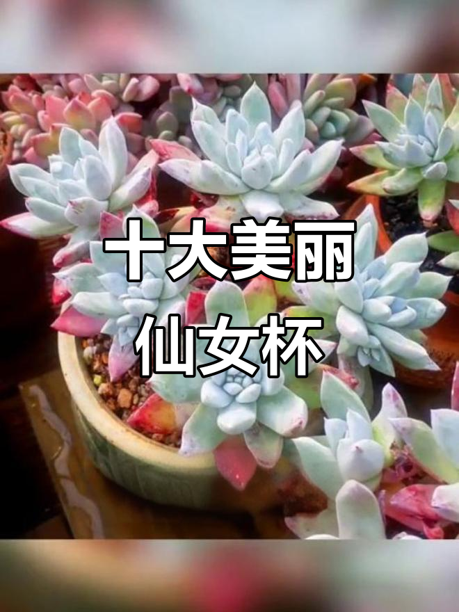 仙女杯系列:十款超美多肉植物,养护小技巧大公开