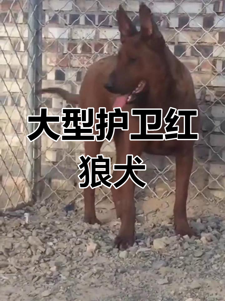 五六个月红狼犬图片图片