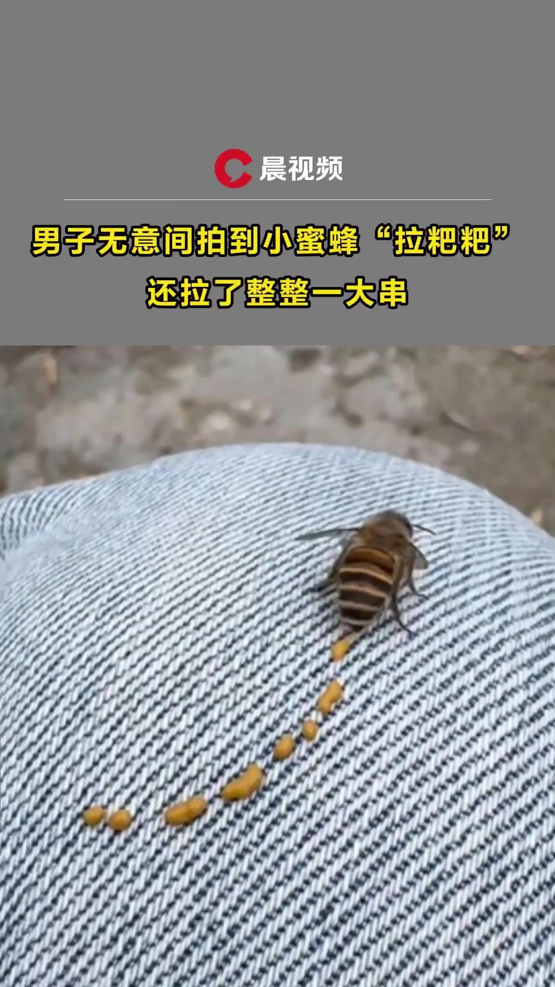 男子无意间拍到小蜜蜂拉粑粑