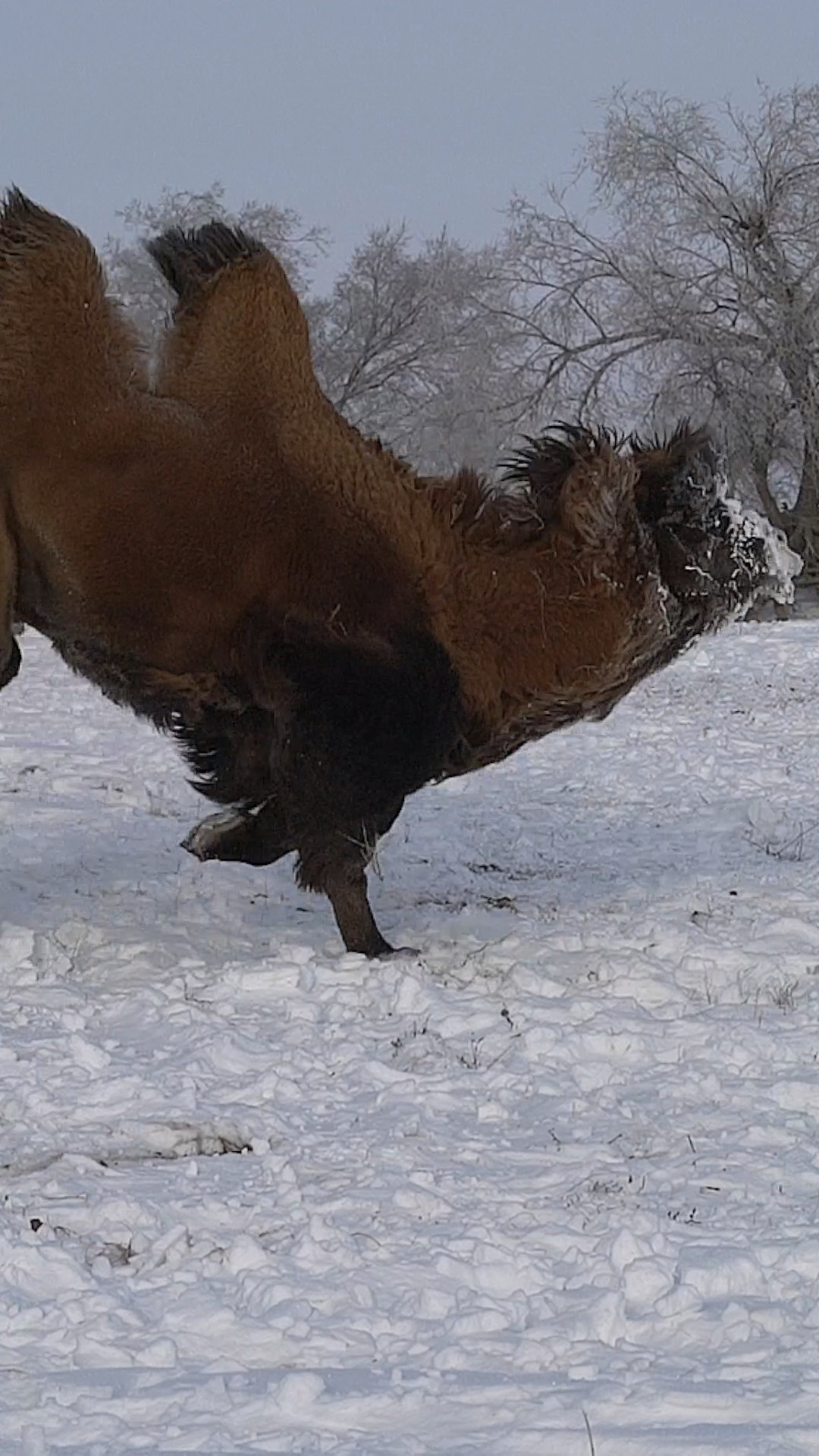 数九寒冬 远离骆驼 公骆驼攻击人-度小视