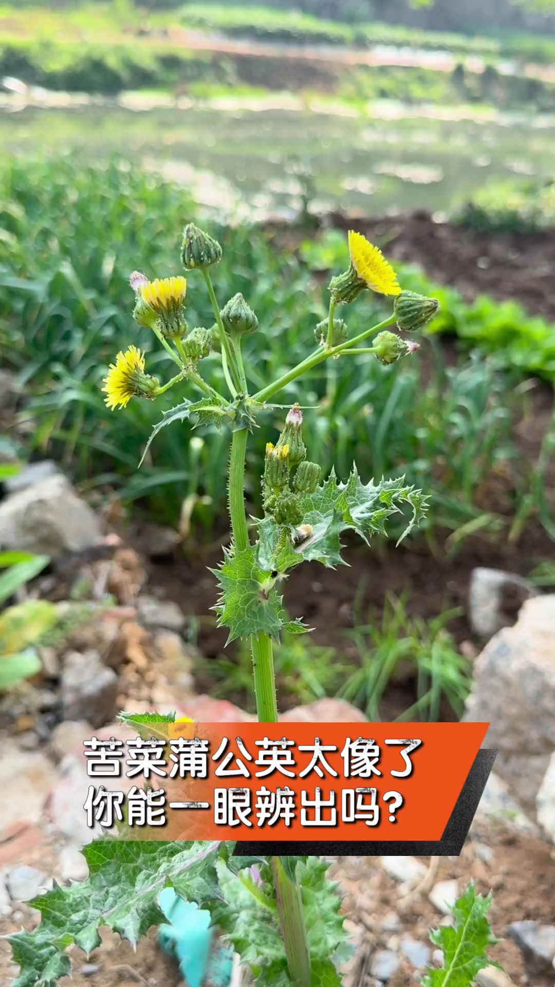 苦菜蒲公英太像了,你能一眼辨出吗?