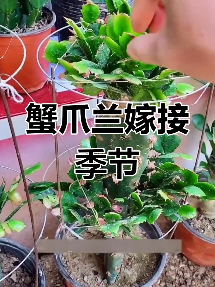 蟹爪兰嫁接技巧图片