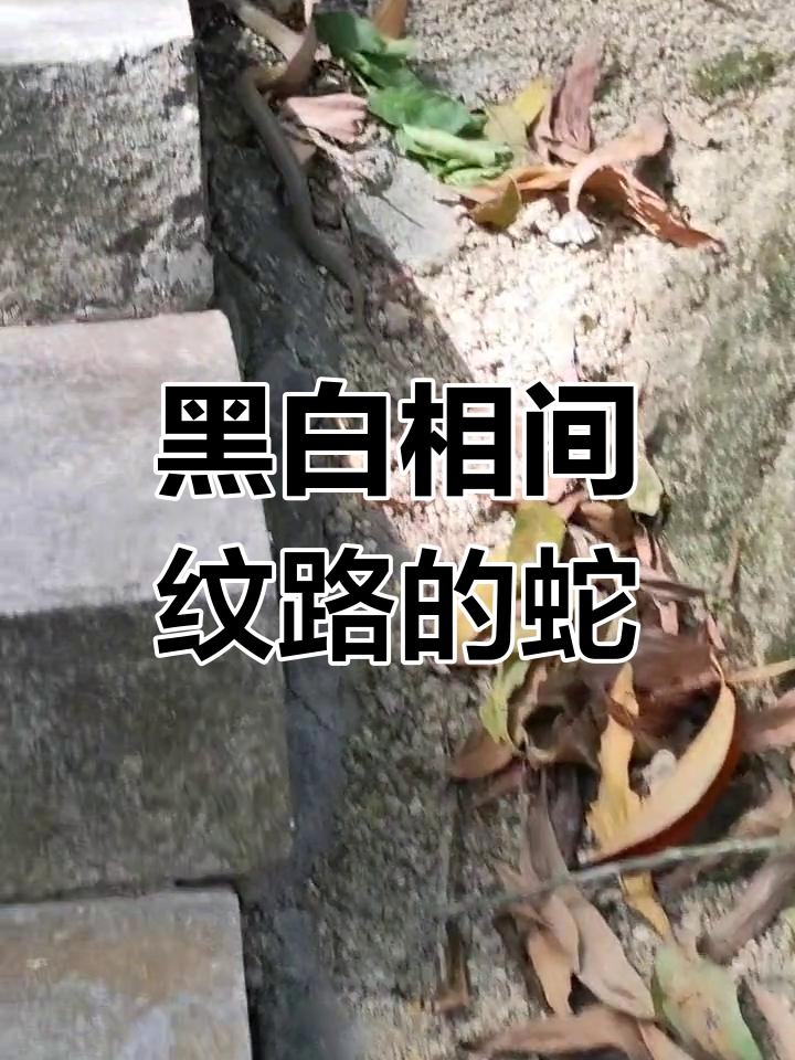 这条蛇脖子下有黑白条纹,是什么品种?