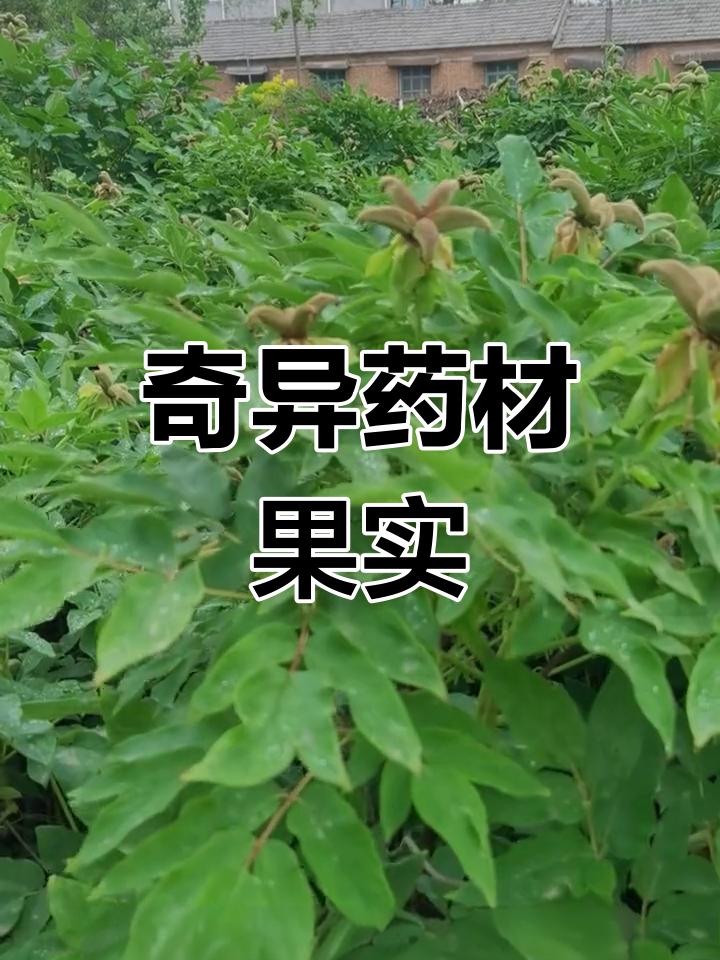 牡丹果实的奇特形状,你还知道哪些药材果实与之类似?