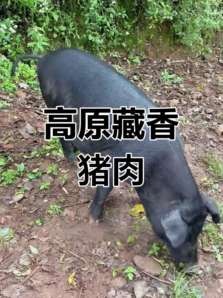 藏香猪:生长在海拔三千米的珍稀美味,肉质细腻营养丰富