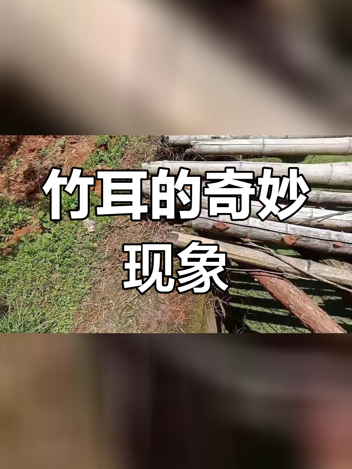 竹耳的生长图片图片