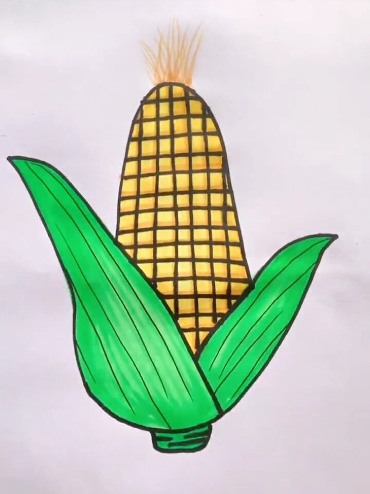 蒸玉米简笔画图片