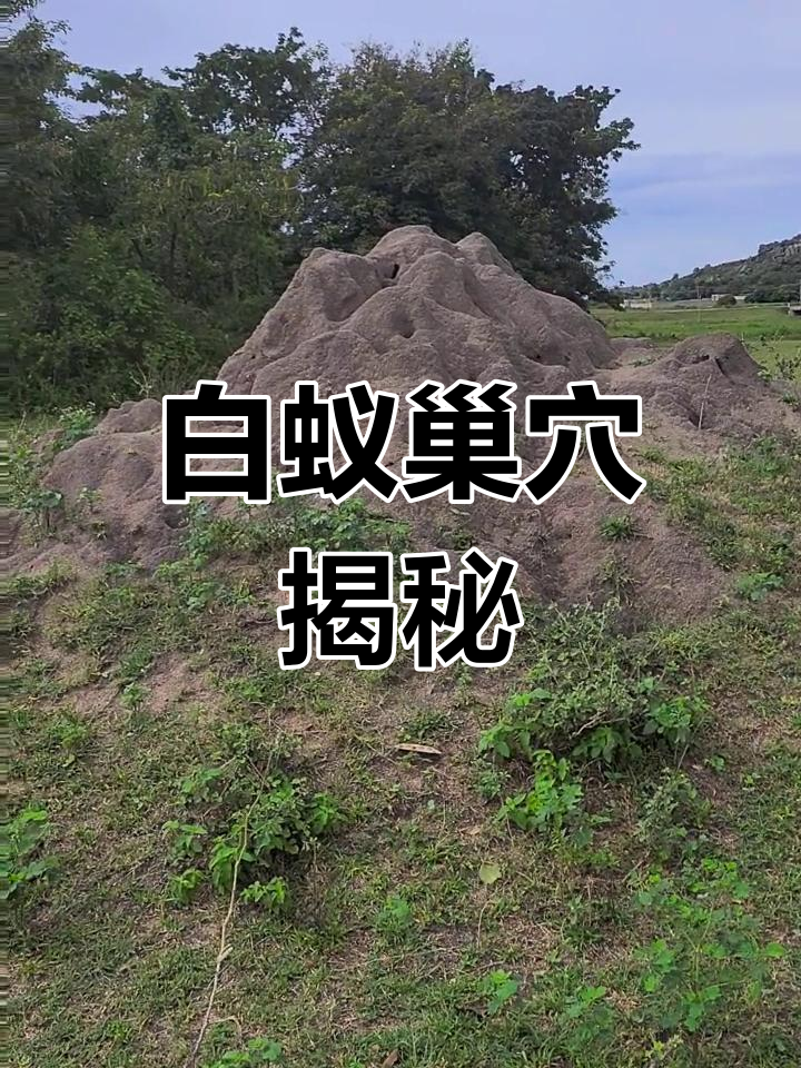 非洲白蚁窝,震撼全场