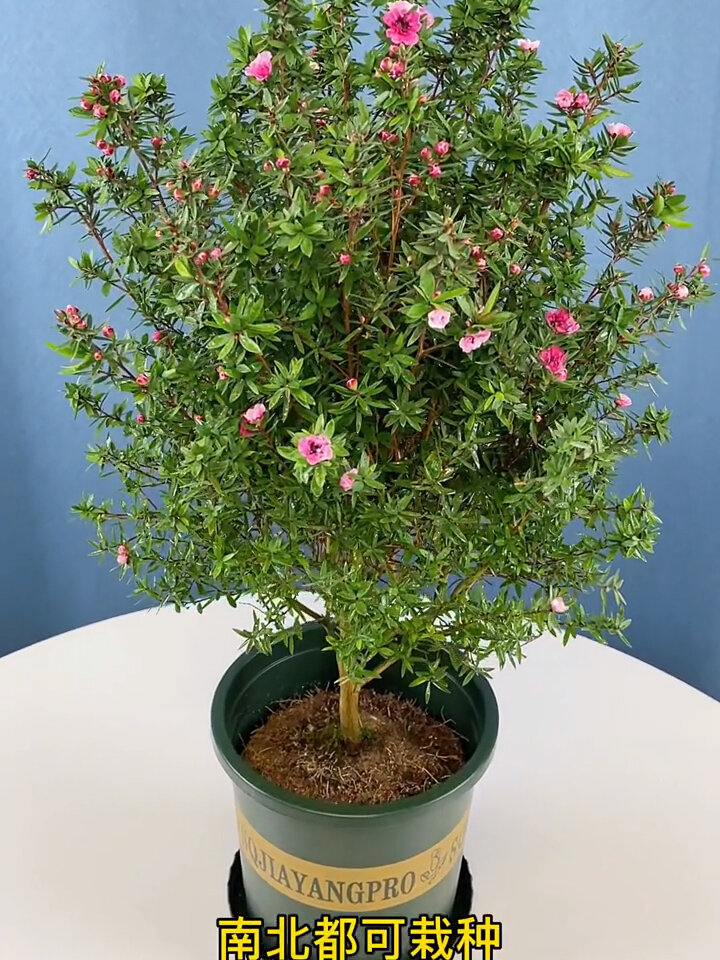 又叫松叶牡丹寓意步步高升一年四季开花非常好养灌点水就能存活