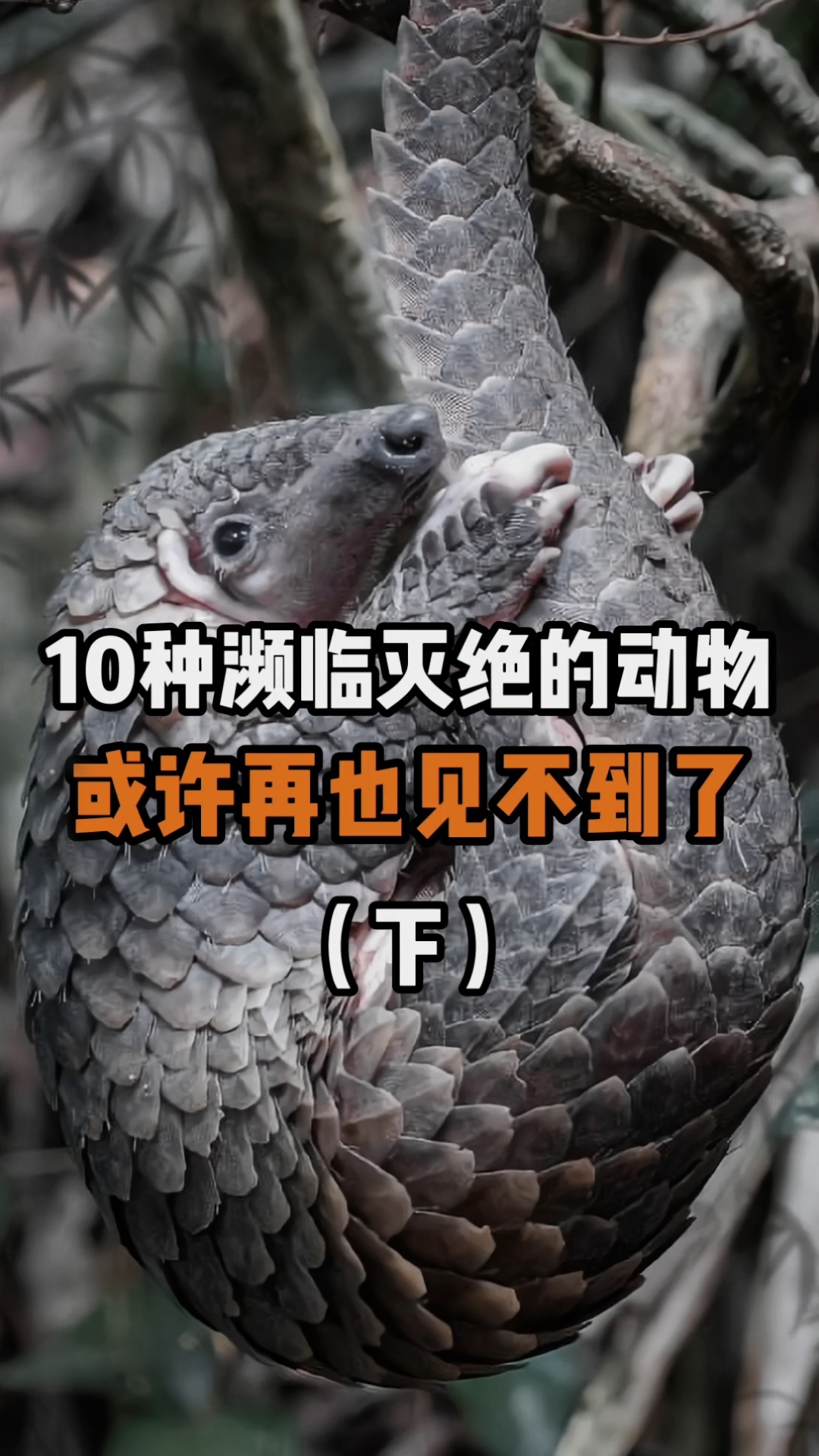 这10种即将濒临灭绝的动物或许再也见不到