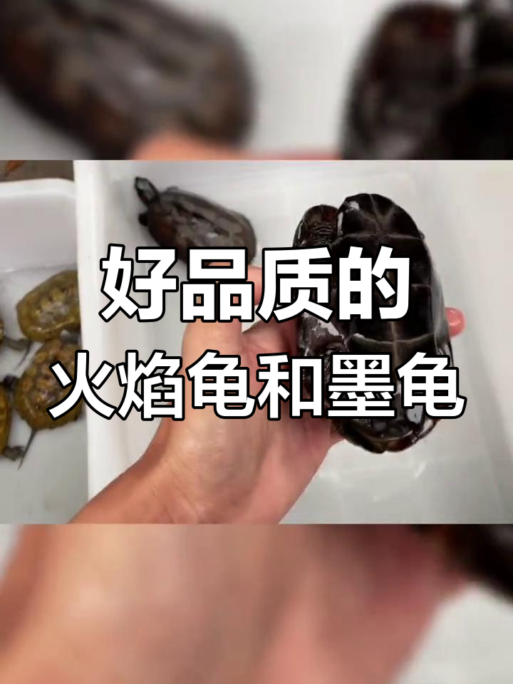 火焰龟品相对照表图片