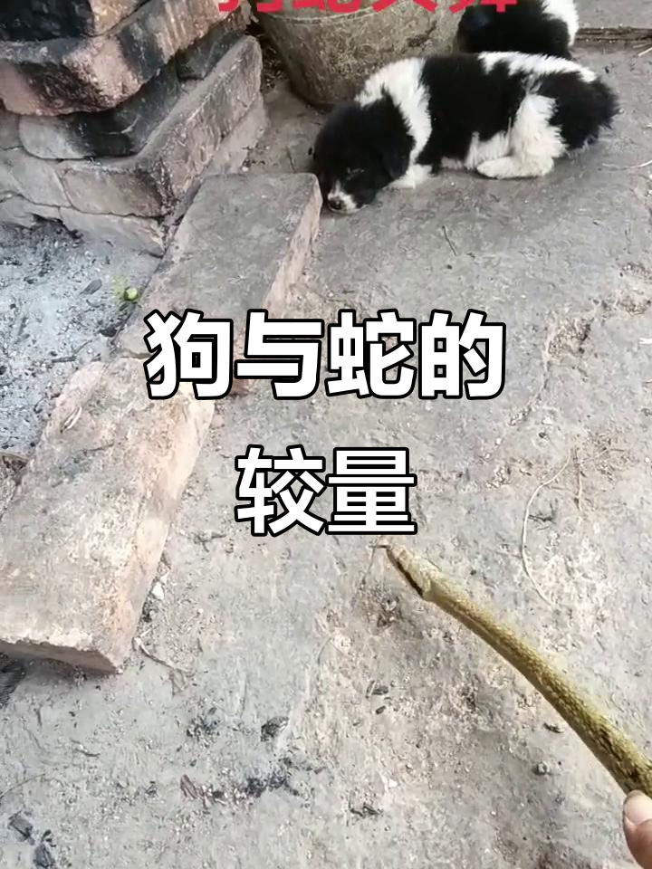 农村土狗勇斗毒蛇,上演生死时速!