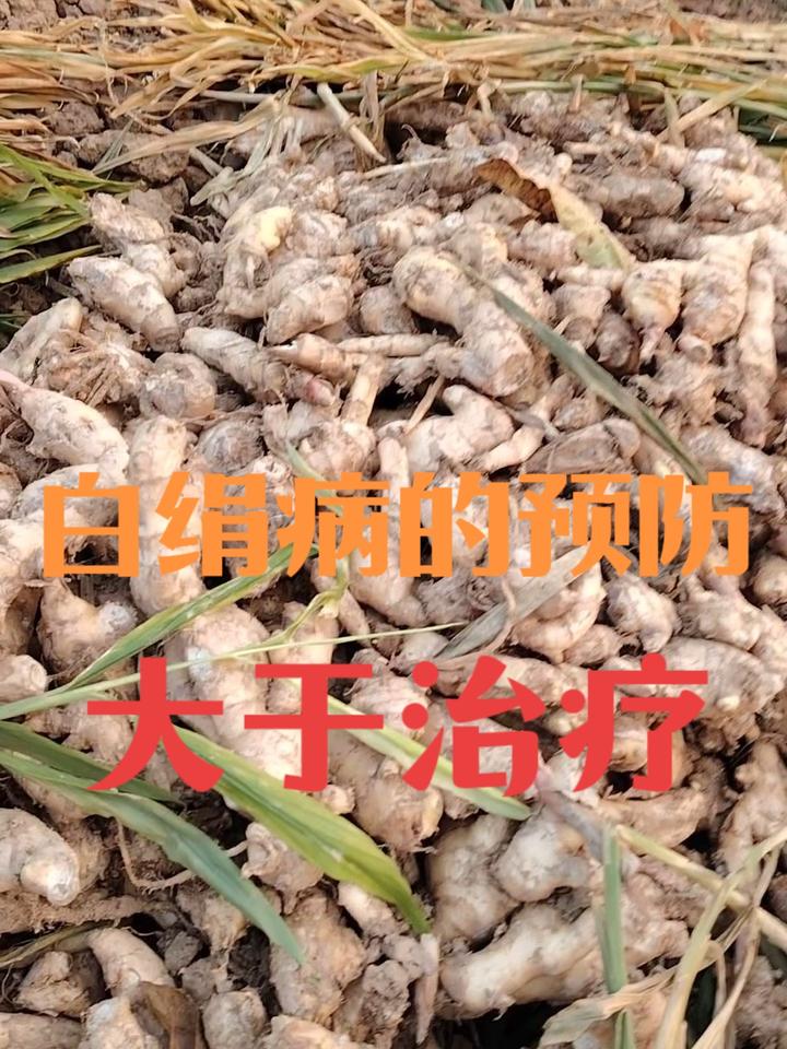 白绢病的预防大于治疗,大姜种植