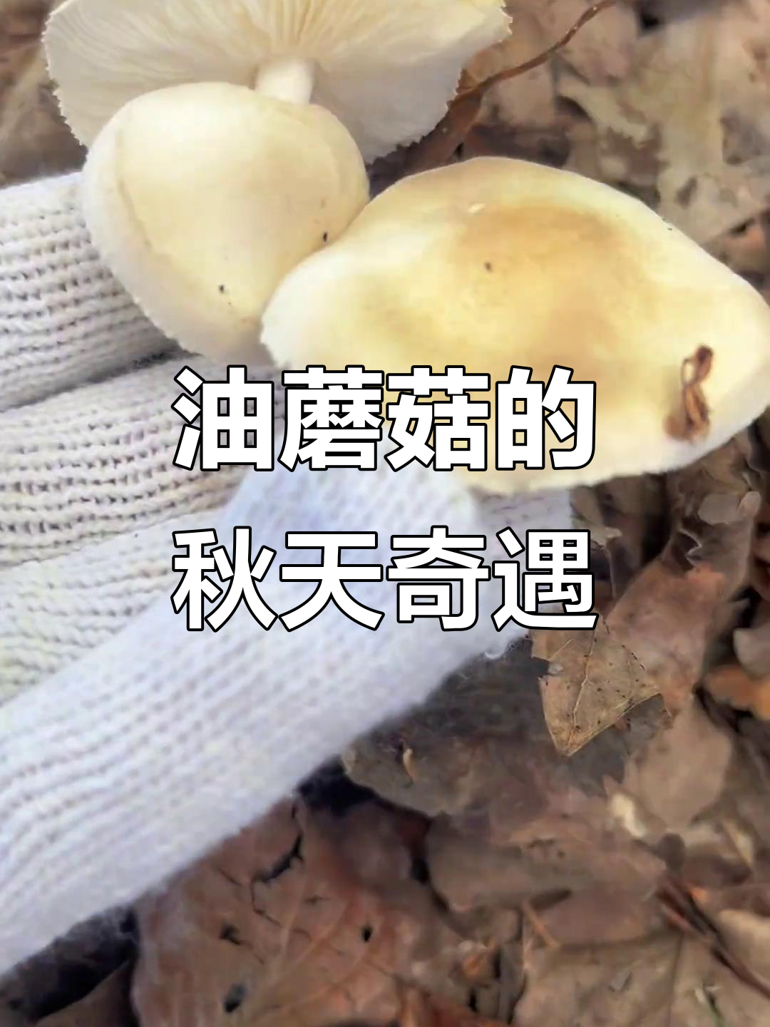 秋天的油蘑菇,大自然的馈赠与缘分