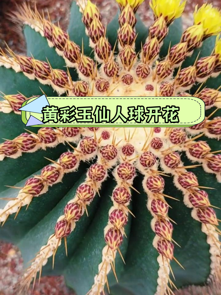 仙人球黄彩玉即将绽放