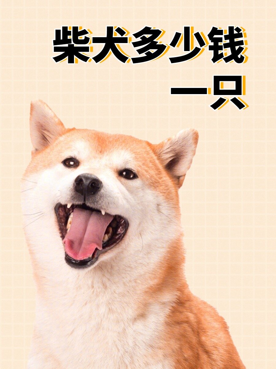 柴犬多少钱一只?同一种狗价格差异这么大!