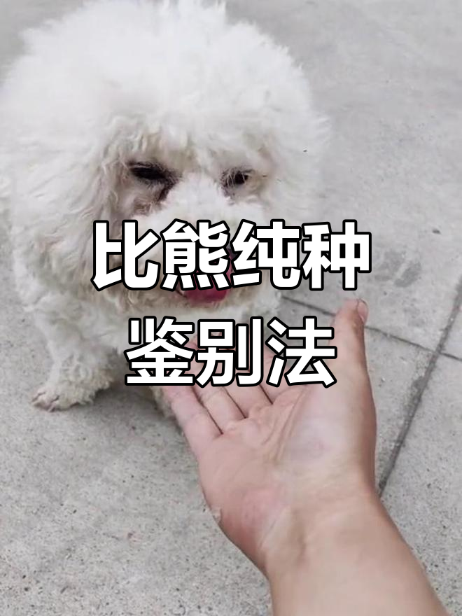 如何辨别比熊纯种