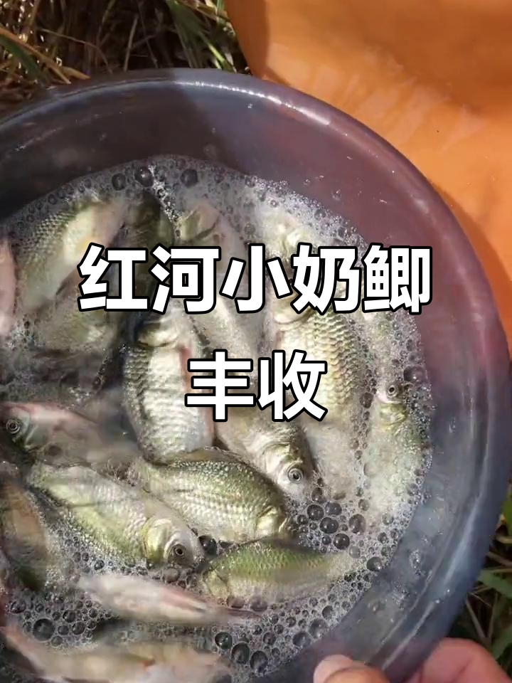 红河小奶鲫爆盆,野钓惊喜连连