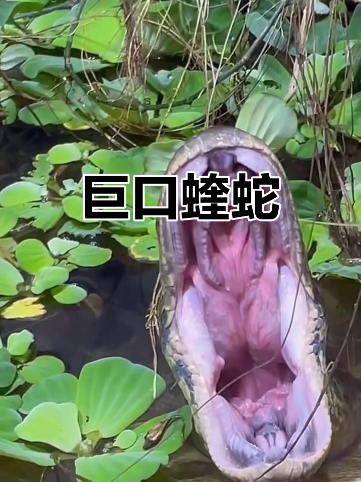 这蝰蛇张嘴大到惊人,简直能吞下整个头!