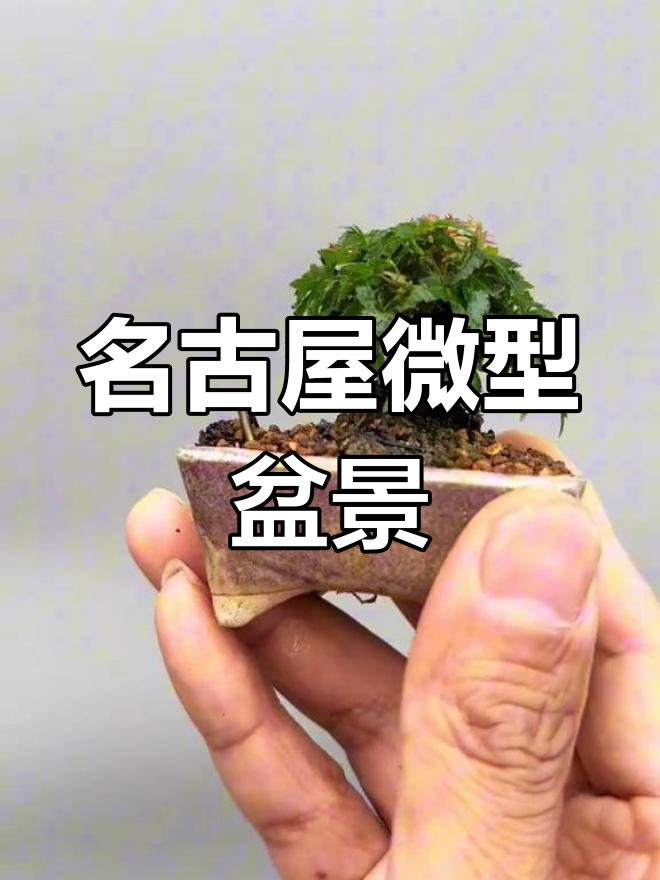 精品微型盆景图片欣赏图片