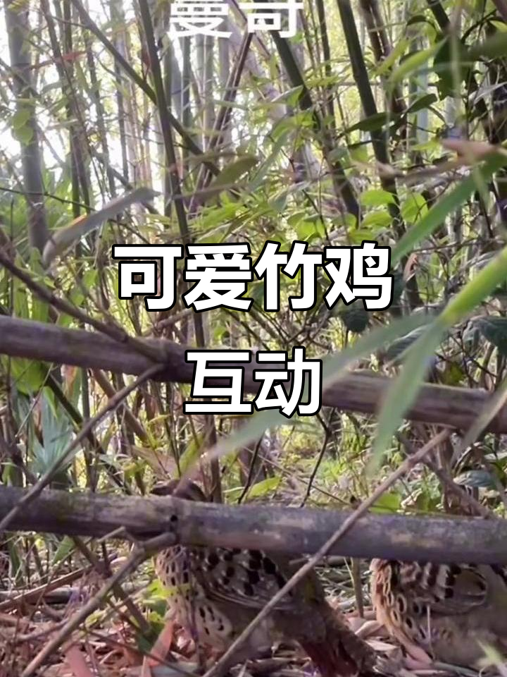 竹鸡公母合集,萌态十足