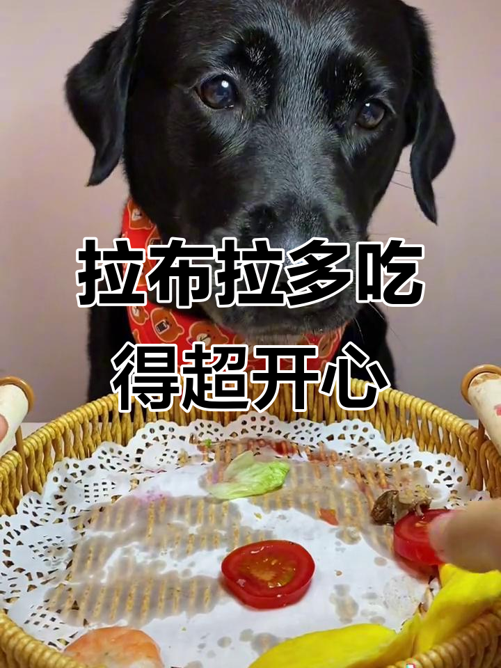 干饭狗的快乐,拉布拉多吃饭太香了