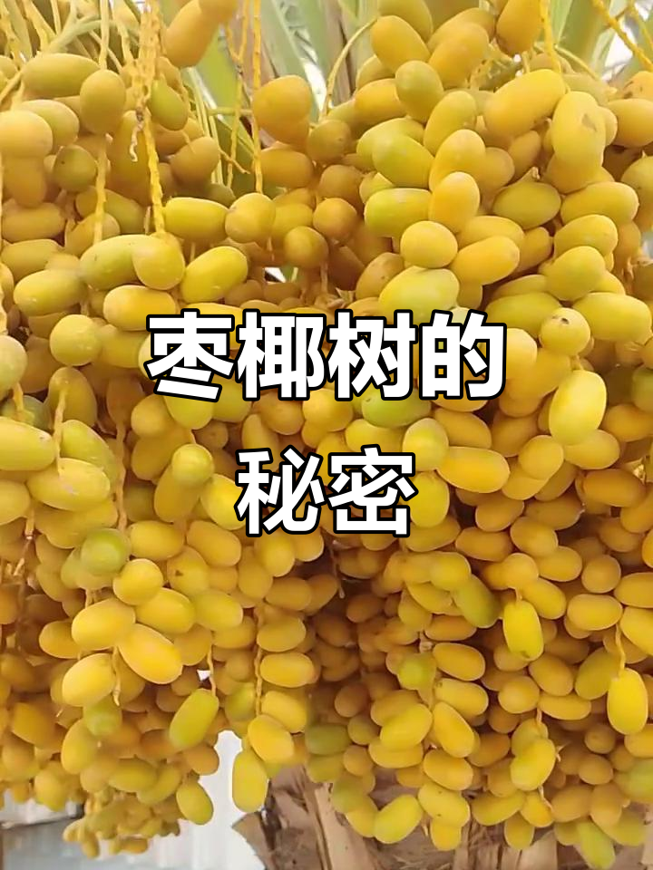 枣椰树,果实美味,棕榈科植物