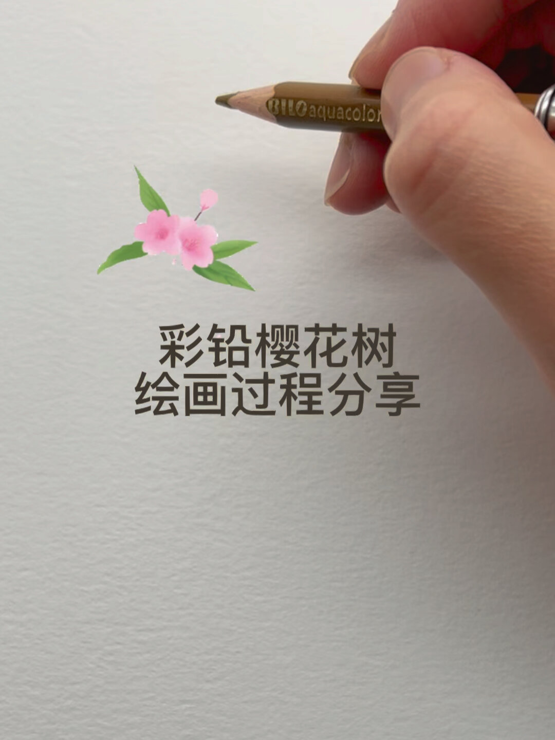 彩铅手绘过程分享 樱花树