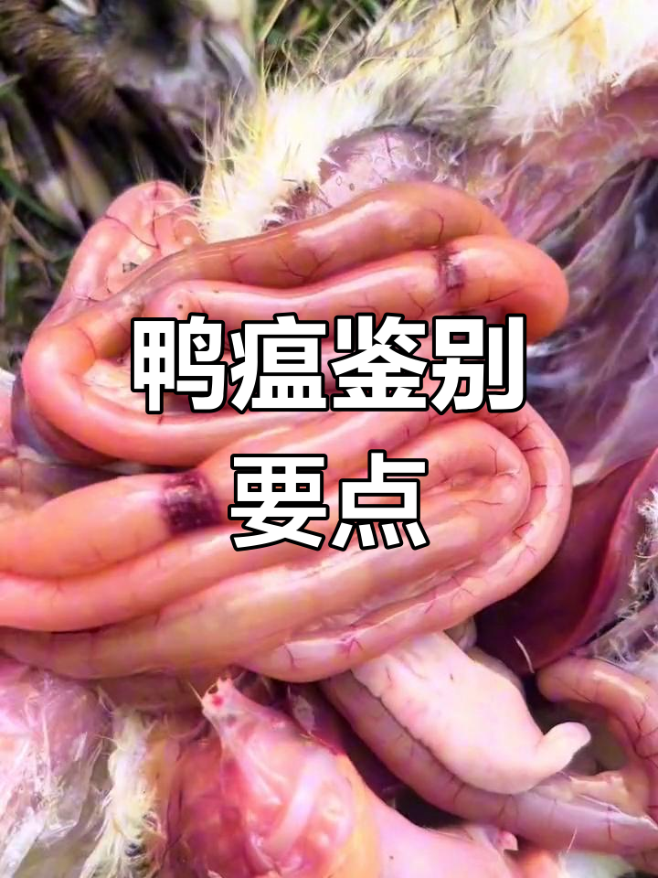 诊断鸭瘟需细致分析,大头瘟症状要牢记