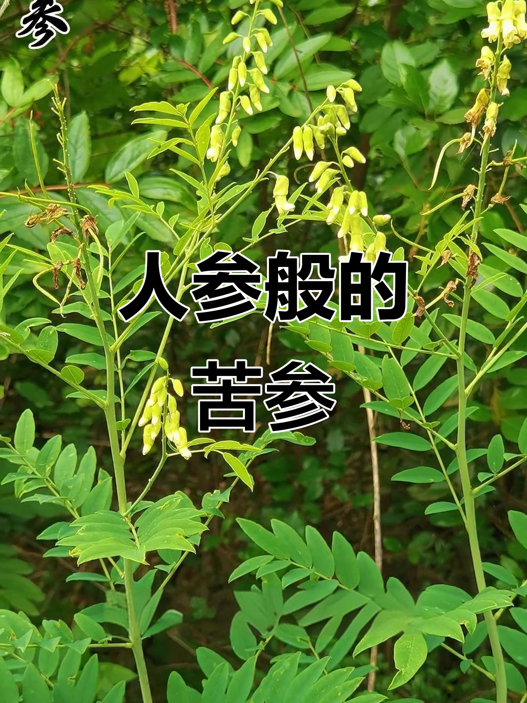 苦参:与人参齐名的神奇药草,竟是槐树亲戚