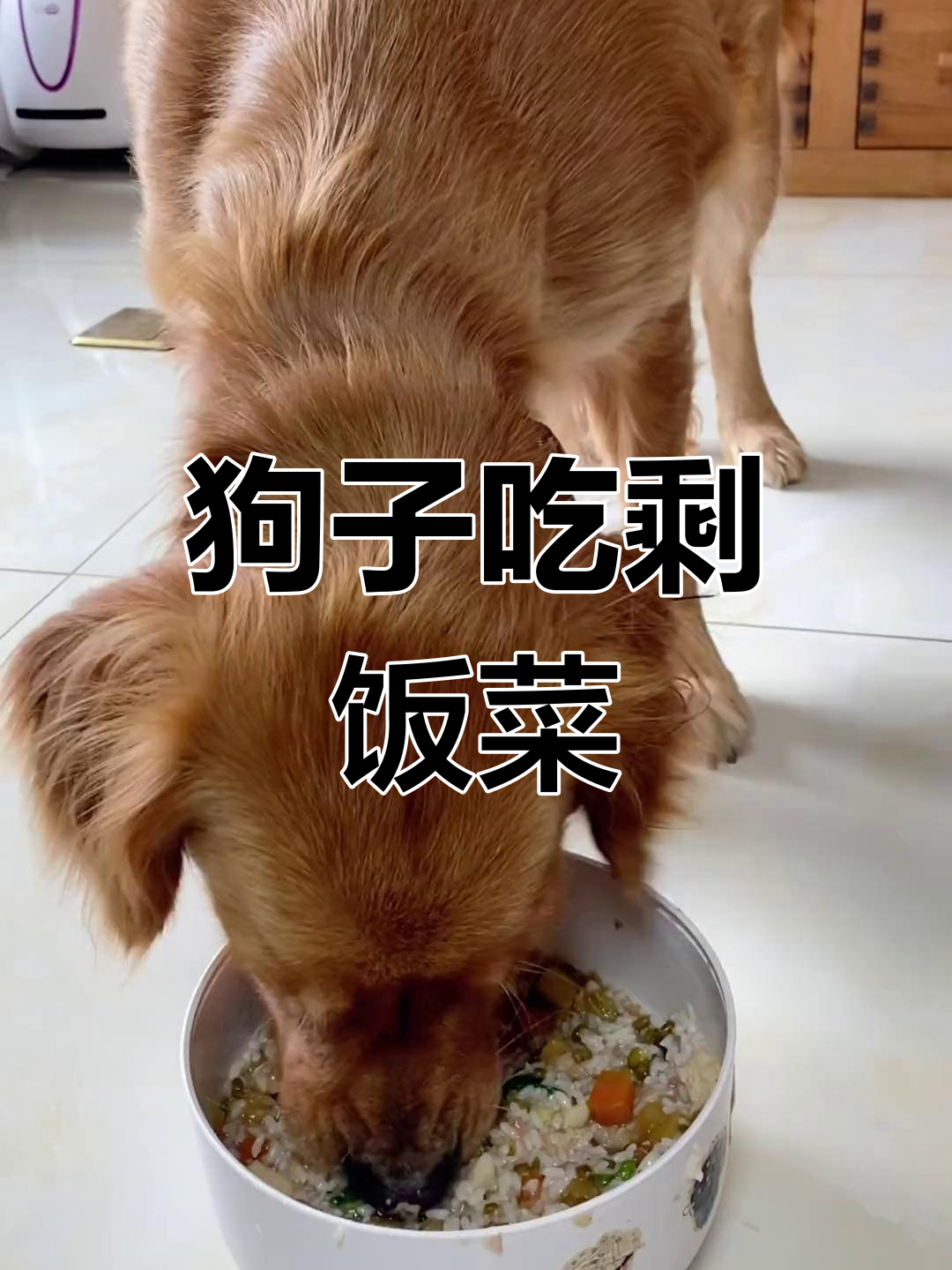 剩菜剩饭大集合,狗狗吃得超开心