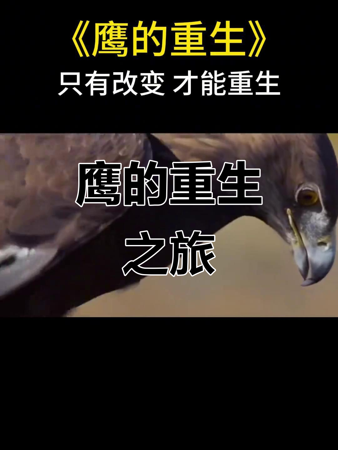 鹰的重生:痛苦而壮丽的蜕变